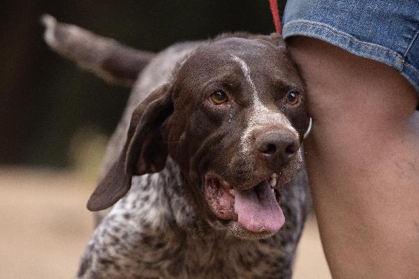 Igor Splendido Giovane Bracco Tedesco Cerca Famiglia  Foto 6